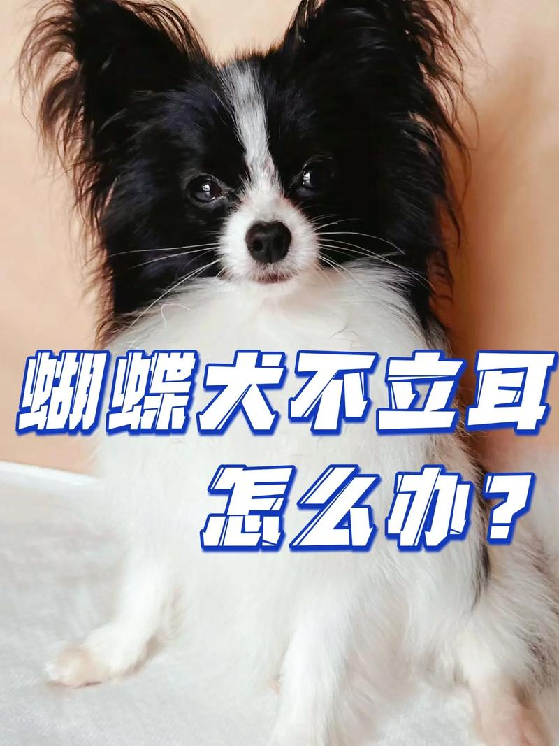 狗狗八个月了还不立耳怎么办