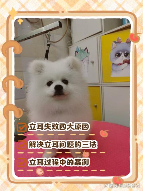 狗狗耳朵突然不立了