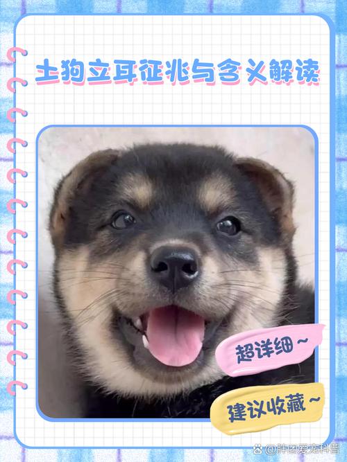 帮狗狗立耳的小窍门
