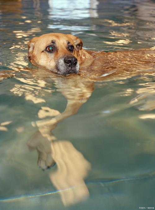 狗狗为什么天热了不想走路