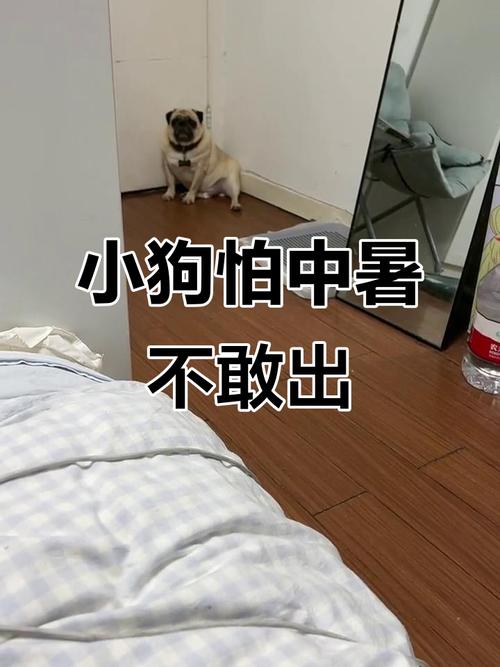 狗被热死了是什么症状