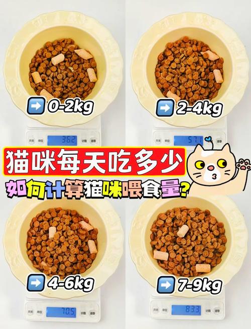 猫咪一顿吃多少猫粮合适?