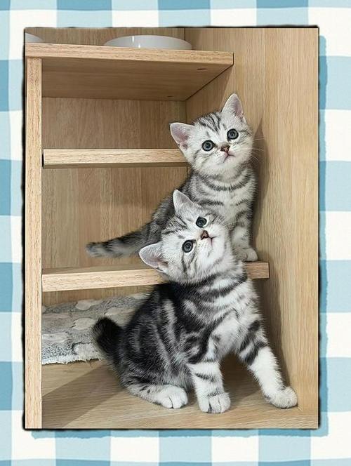 三个月大的猫一天吃几顿,一顿给多少粒?