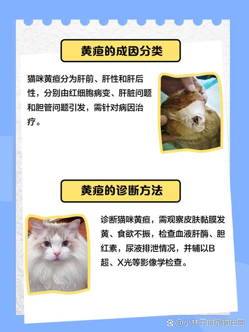 猫黄疸晚期还救的回来吗