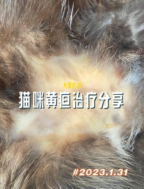 猫咪黄疸治疗成功有几成