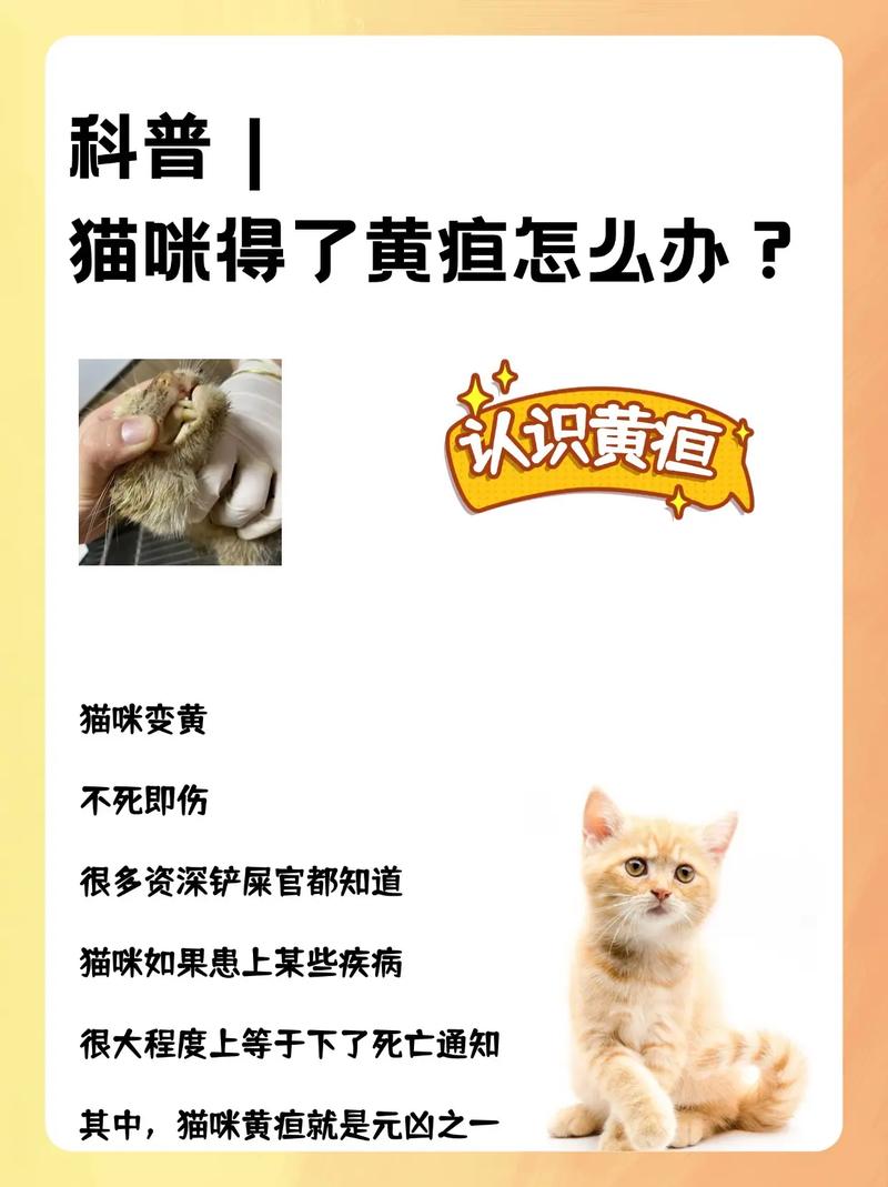 猫咪黄疸能治好吗