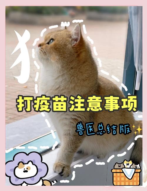 第一次带猫咪去打针有哪些注意事项呢?