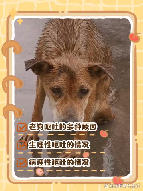 为什么狗狗突然身上有味道了