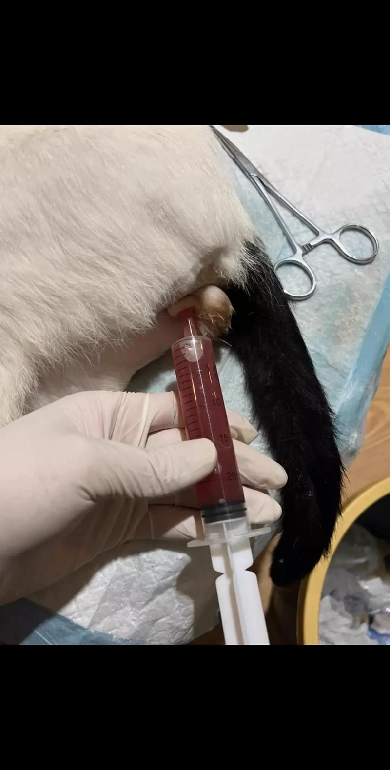 猫生了6天还是生不出来怎么办