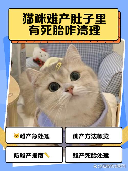 猫68天了一直不生怎么办