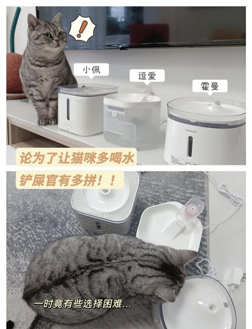猫上火吃什么可以去火