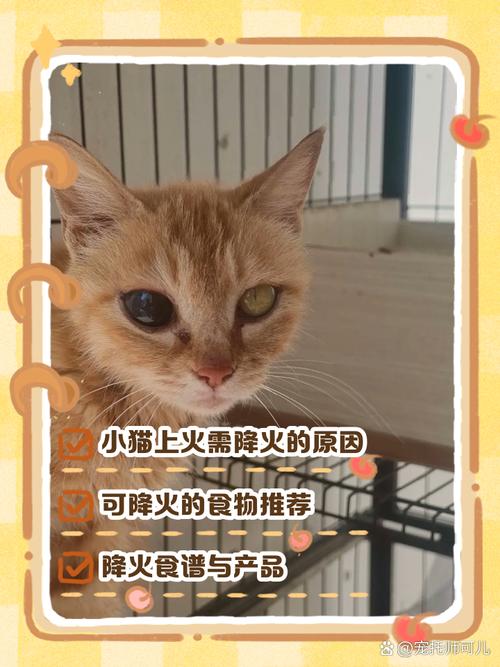 猫上火了吃什么药降火