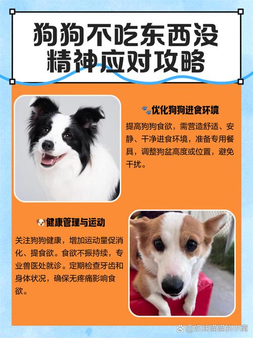 狗狗几天不吃东西没精神怎么办