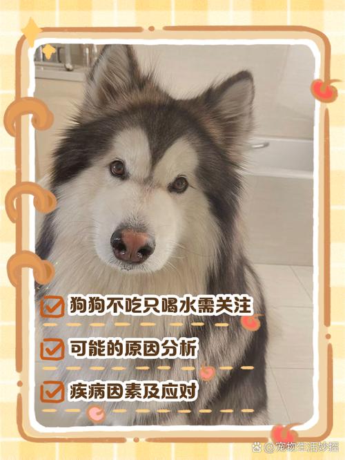 狗狗几天不吃东西怎么办