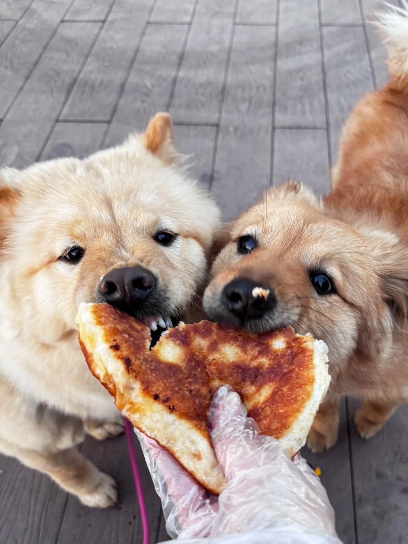 狗狗在人吃饭时老是狂叫怎么办