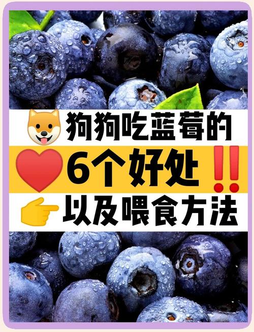 狗蓝莓一天吃多少合适