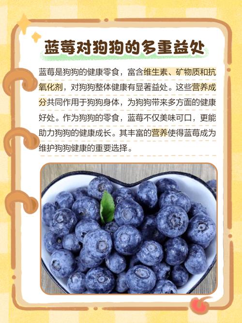 狗狗吃蓝莓有什么好处