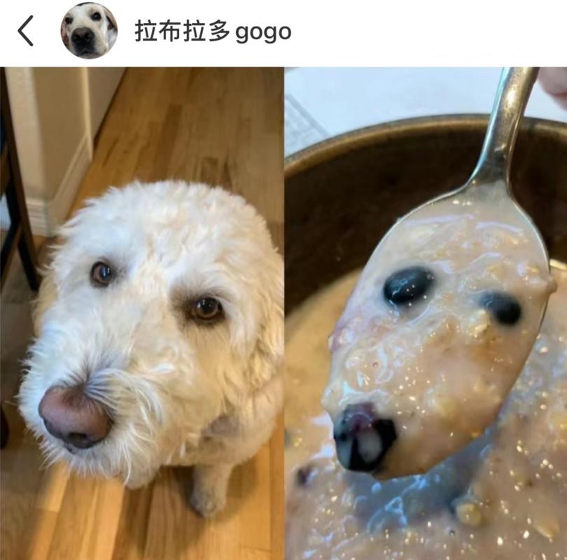 狗狗为什么不喝白粥