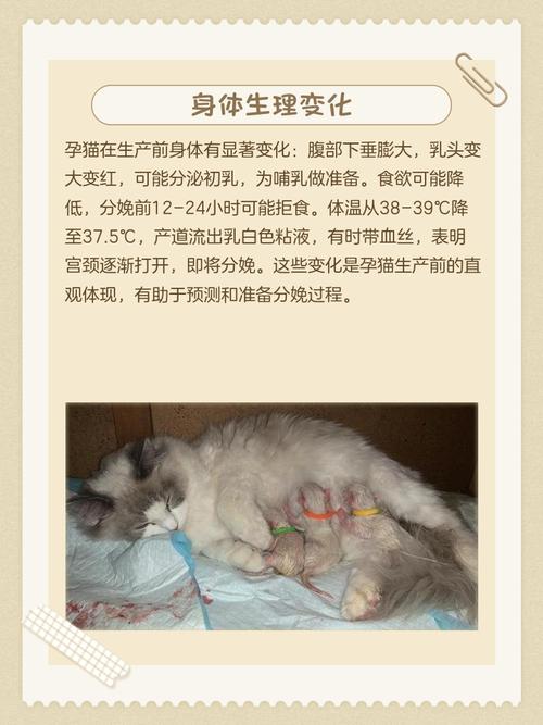 猫快要生前有什么预兆