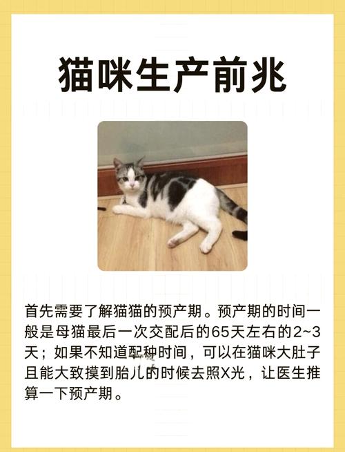猫咪快生前一周有啥反应