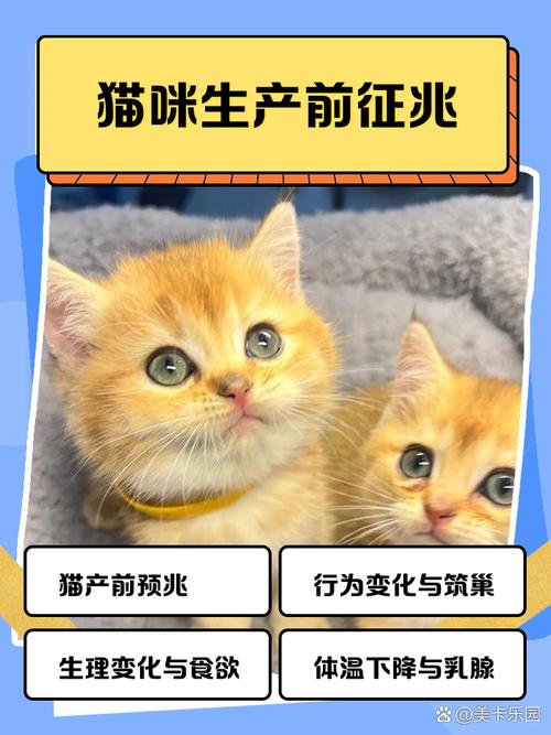 猫咪快生了有什么反应