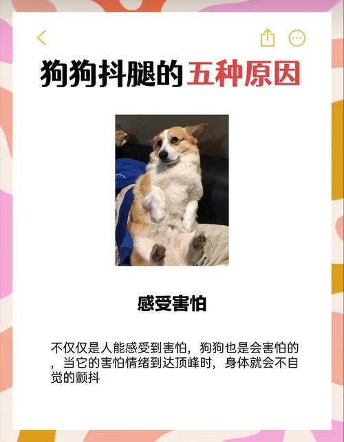 为什么狗狗总是抖身体