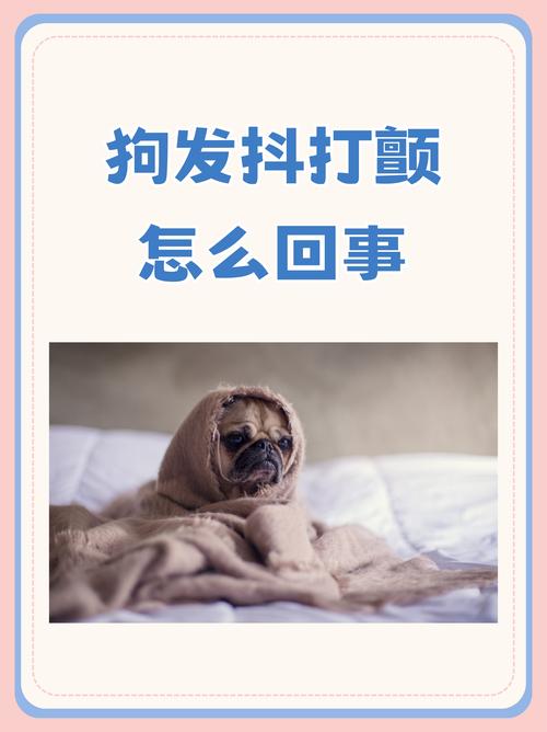 我家的狗狗老是抖动,不知道怎么了,急急急,谁能帮帮我!我家狗狗是