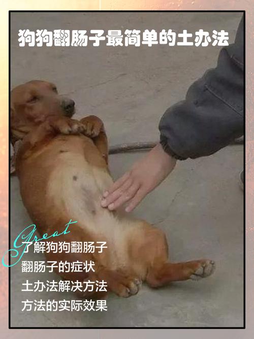 狗狗肠套叠症状能活几天