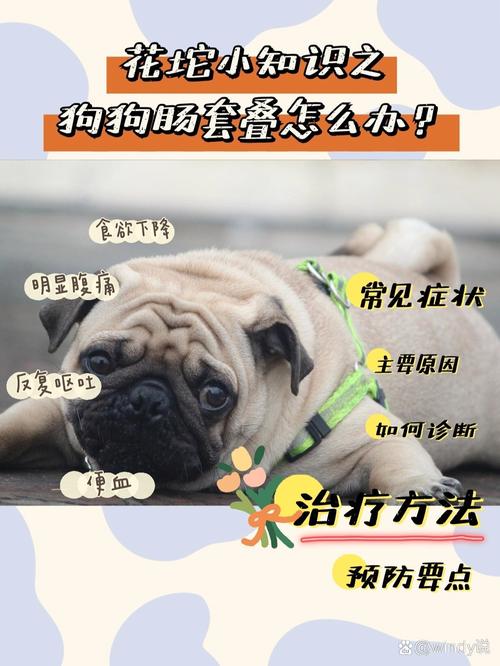 狗狗肠套叠不治疗会怎么样?