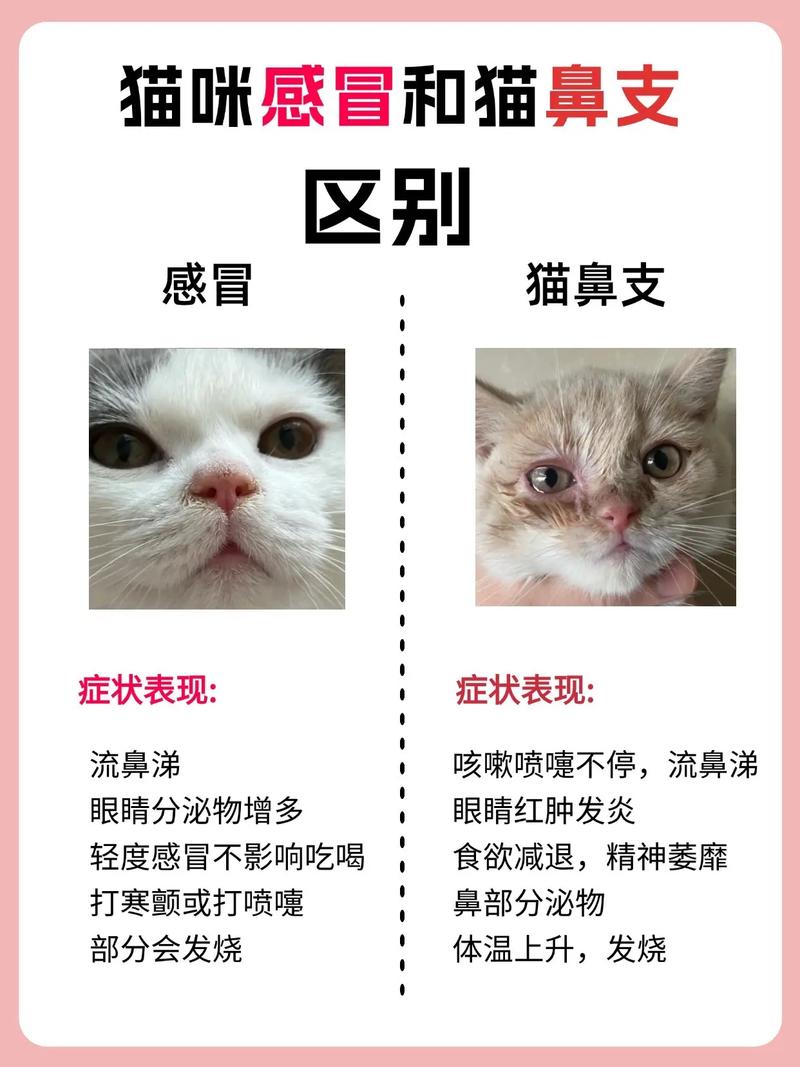 怎样判定猫咪感冒
