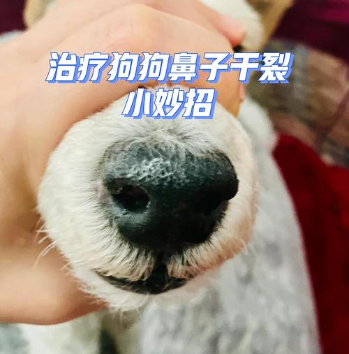 狗狗鼻子干没精神老趴着什么原因怎么缓解