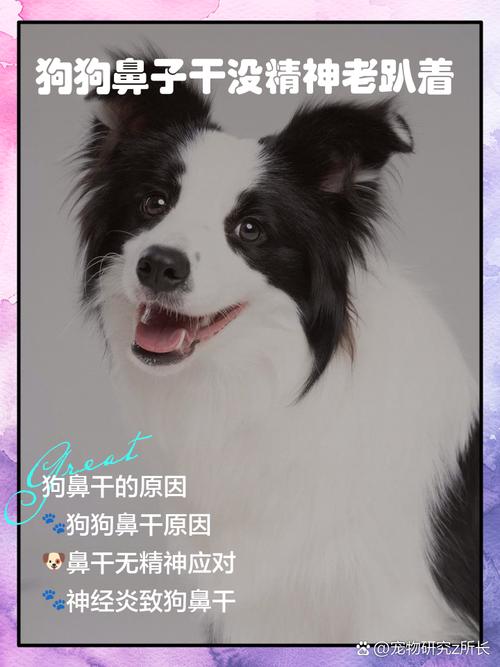 狗狗不吃东西,没精神,鼻子干,怎么办