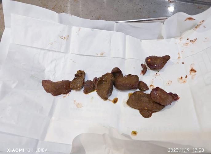 猫咪便便有虫白色像蛆,多是感染绦虫要及时驱虫