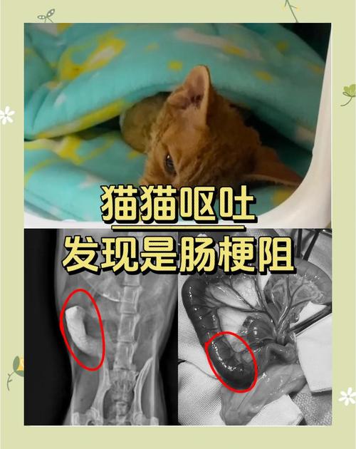 猫拉屎拉出虫子