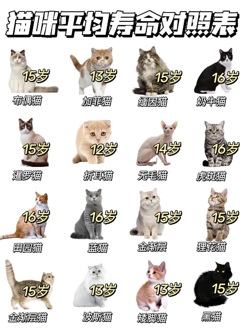 猫猫的寿命有多长?