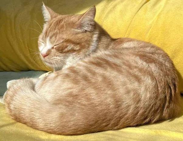 家猫一般寿命多长?母猫一般几岁不再发情?几岁步入老年?谢谢。_百度...