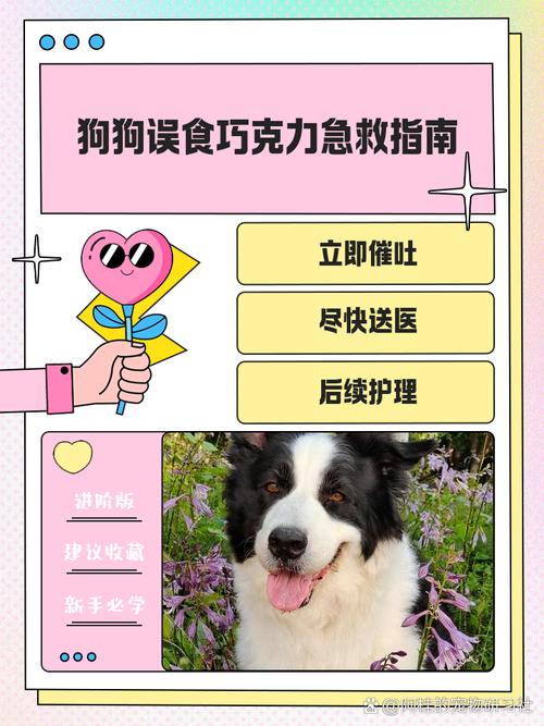 狗狗吃了很多糖怎么办