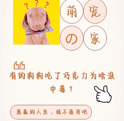 狗狗偷吃了很多糖