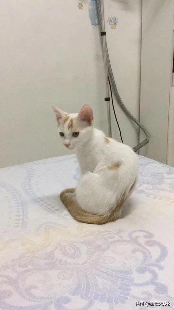 一个月的小猫咪怎么养?