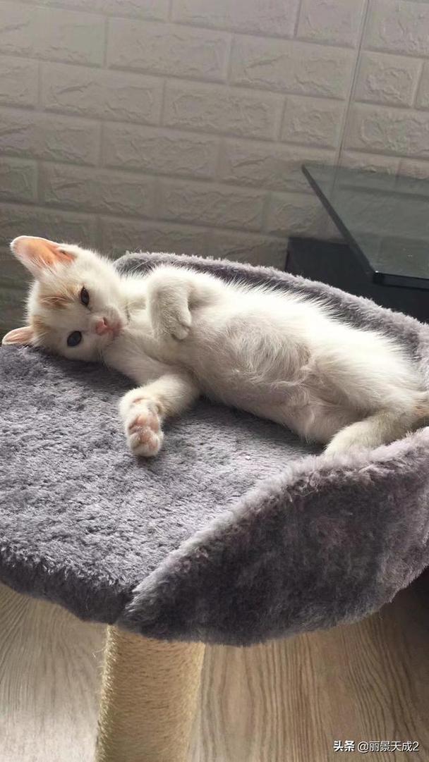 一个月的田园猫怎么养?