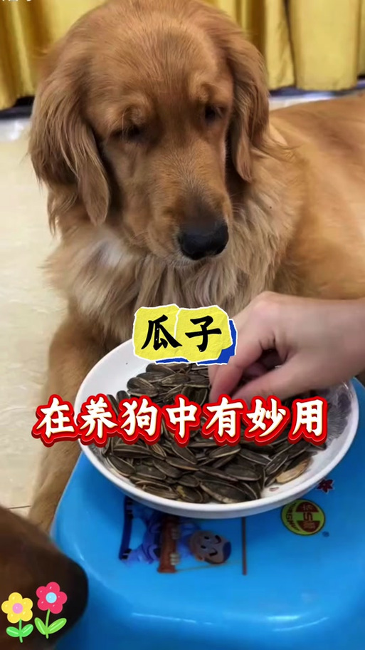 狗狗为什么不吃瓜子