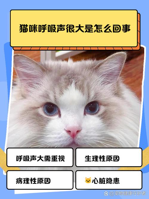 小猫呼噜声重像有痰似的
