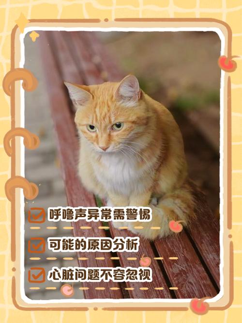 猫咪睡觉喘气声音很大