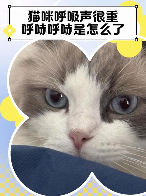 猫睡着了呼吸声很大是生病了吗?