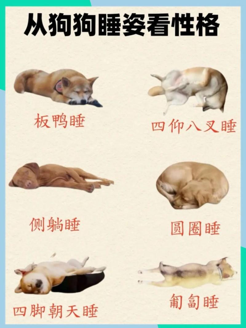 如何判别狗狗身体不舒服一