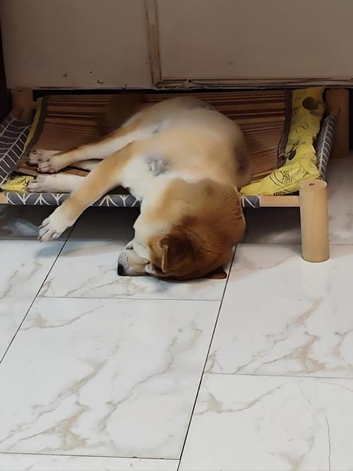 狗狗不舒服表现的睡姿是什么样