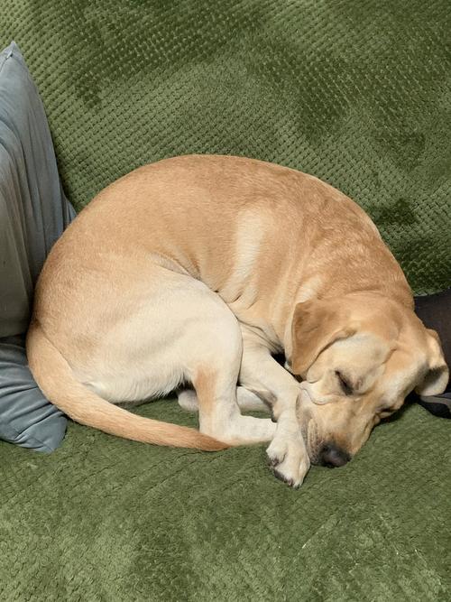 之狗狗身体不舒服有哪些具体表现