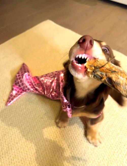 狗狗不吃狗粮用什么代替主食