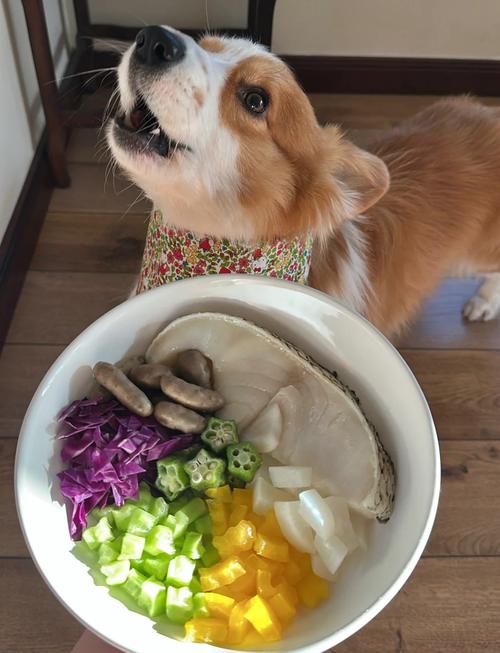 史宾格犬喜欢吃什么