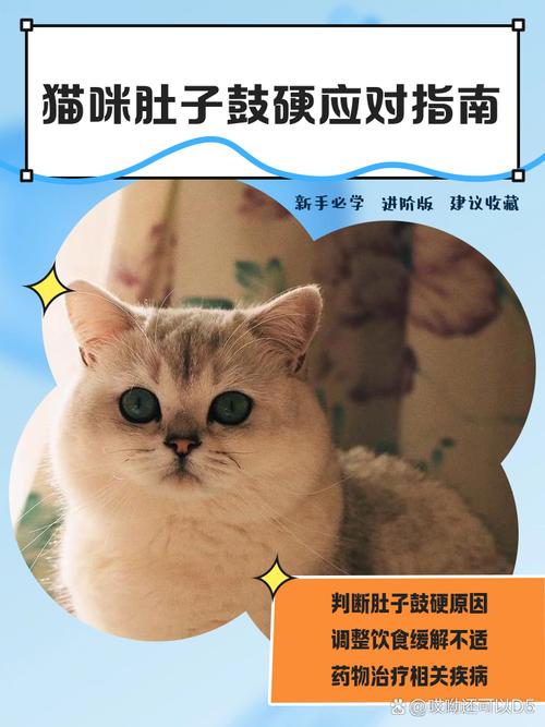 宠物猫下腹部有硬块,怎么治疗比较合适?